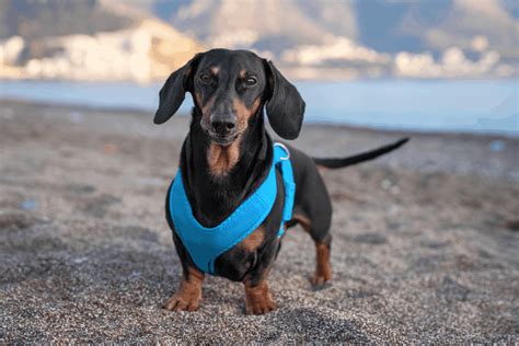 best harness for a mini dachshund|best harness for escaping dachshund.